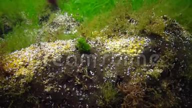 海洋中的光合作用，藻类合成的氧泡.. 水下岩石中的绿藻和红藻